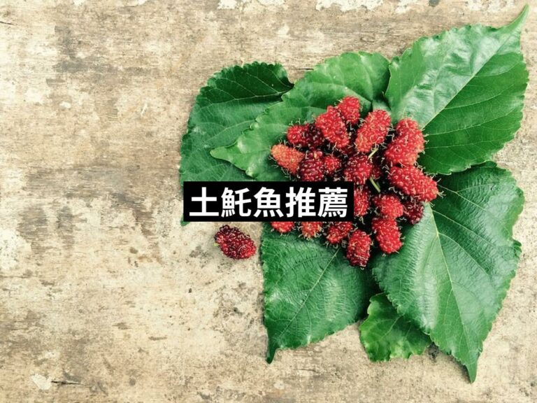 Mulberry 3