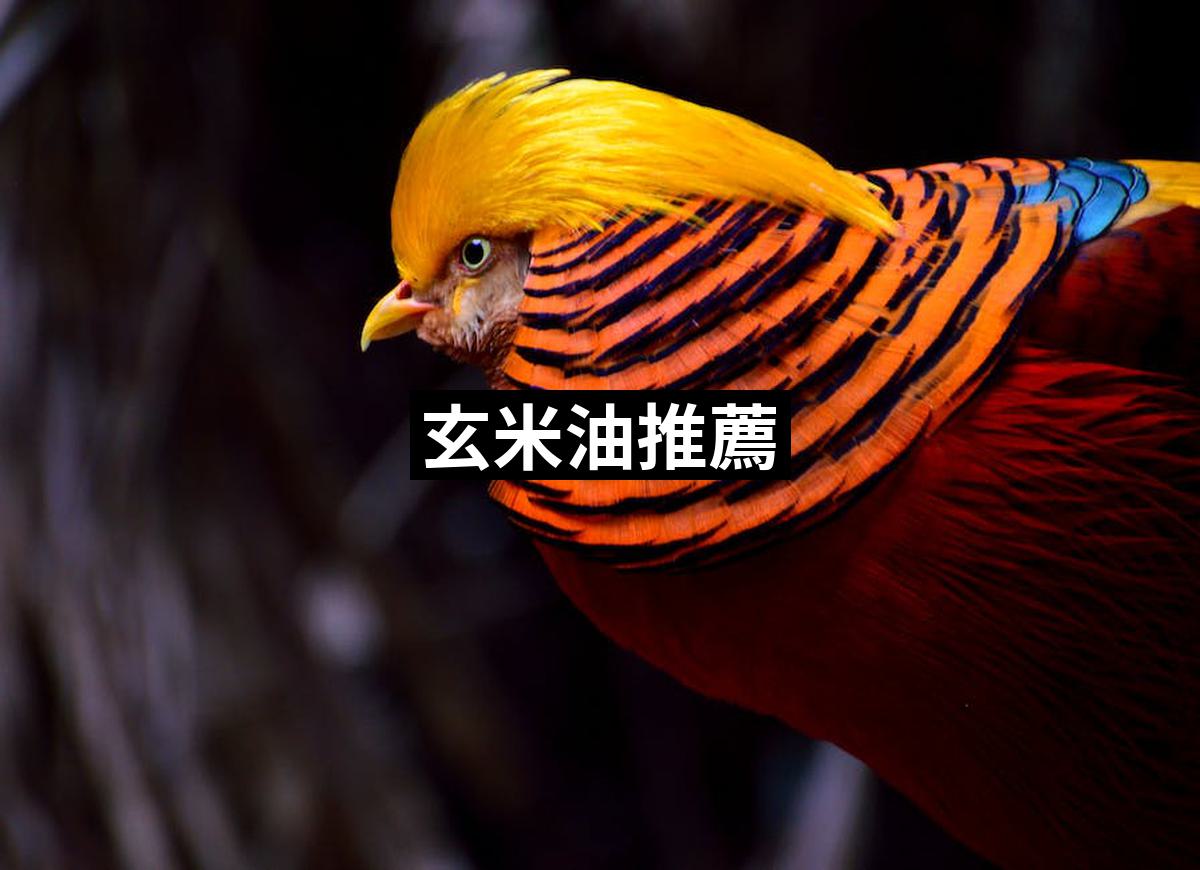 Pheasant 1